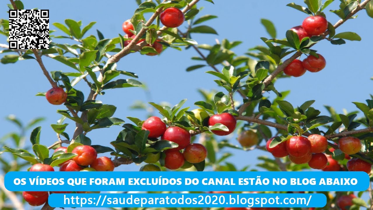 gripes definition Acerola ( Malpighia Glabra l ) serve para tratar gripes e resfriados