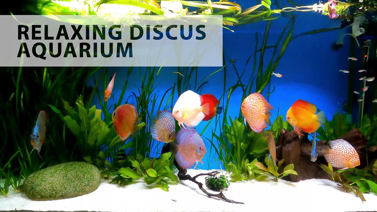 Escape into Tranquility with a Discus Fish Tank Soothing Aquarium Sounds Relaxation YouTube