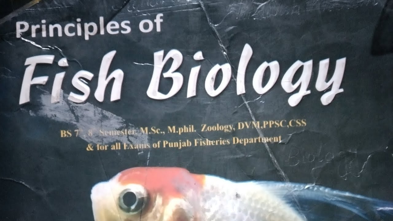 Channa marulius fish|fish systematics|principle of fish biology#fish ...