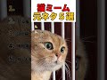 猫ミーム元ネタ５選 Memes Funny