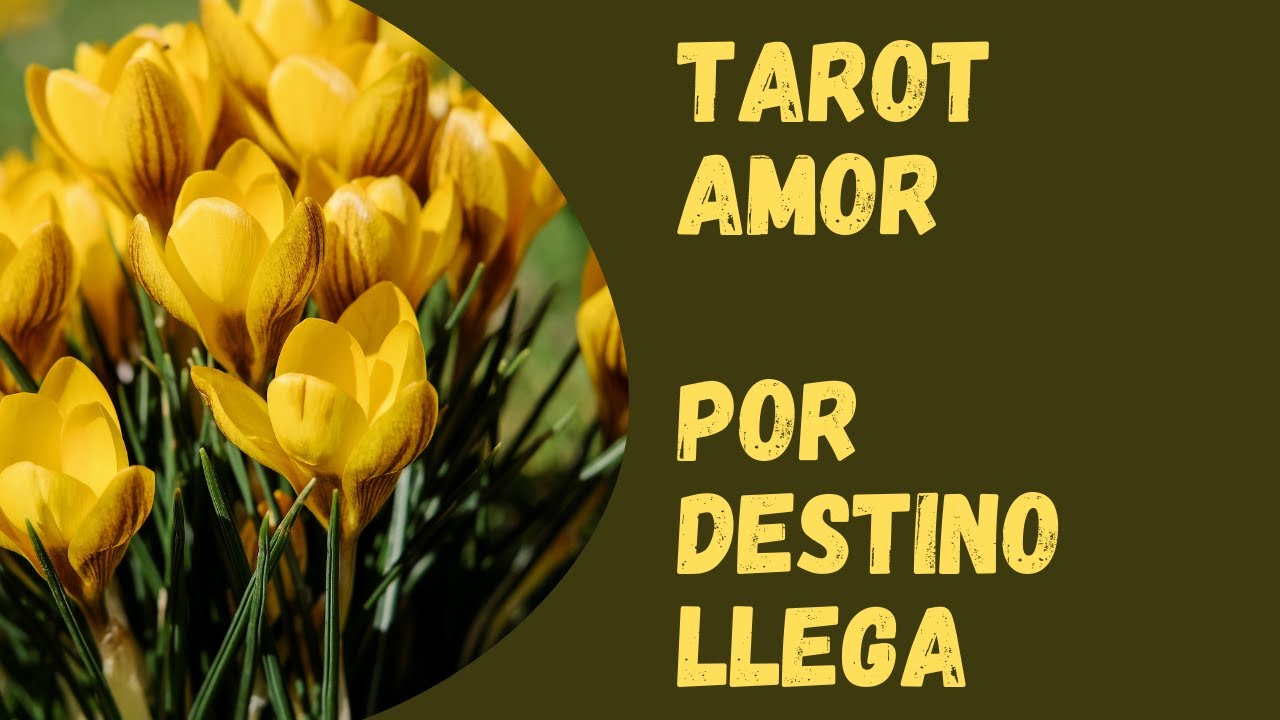 🌟ALGUIEN llega a tu vida por DESTINO🌟 Tarot amor🌟 - YouTube