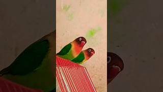 # African parrot#birds 🦜🦜🦜🦜🦜#talking parrot #live