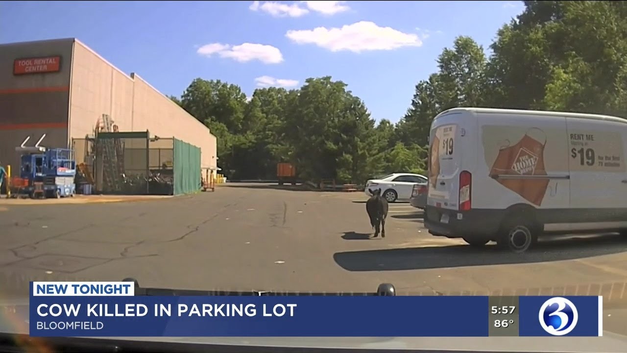 Video Bloomfield butcher shut down after employee kills calf in Home