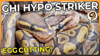 Celebrity Here's our First Ball Python Egg Cutting of the Year... FINALLY! Profile