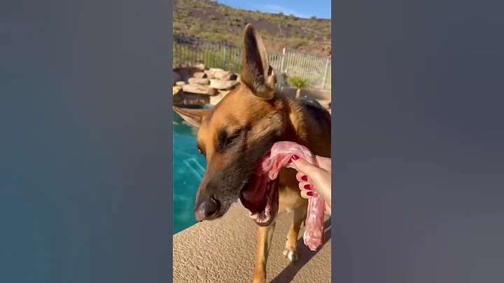 🐶 Don’t throw away your turkey guts! 🦃🫀🫁 #shorts - DayDayNews