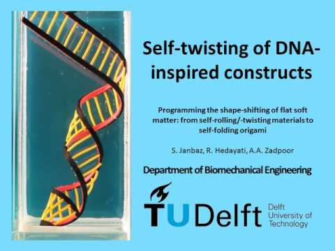 Self-twisting of DNA-inspired constructs, TU Delft, Prof Amir A Zadpoor