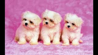 Beautiful Background   Dogs   Number 44