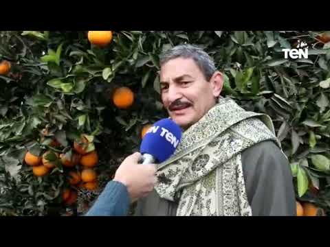 بدء موسم جني البرتقال بالغربية فاكهة البسطاء وفيتامين المناعة