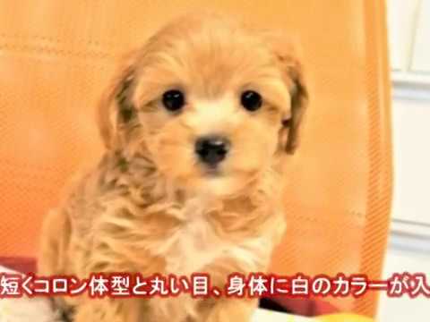 19 10 15生マルプー陽気で優しい成犬になっても子犬の可愛い容姿のまんま小さな子 Youtube