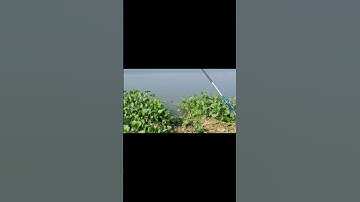 Câu cá khủng sông tự nhiên #fishing #cauca