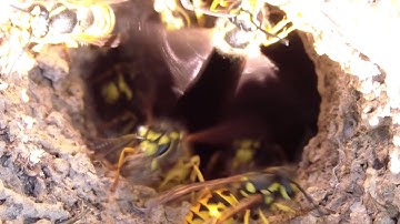 March of the European Wasp - Macro capture of wasps building Nest.