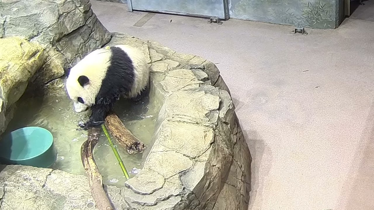 #PandaStory: Pool Playtime For Xiao Qi Ji