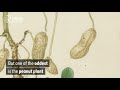 How do peanuts grow? | Natural History Museum Mp3 Song