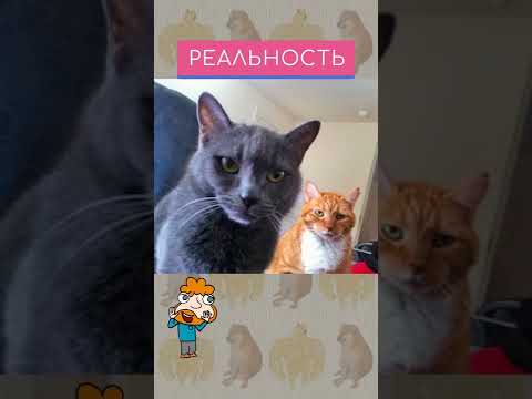 «Ожидание/ реальность». Короткий