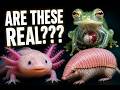The Strangest Animals You've Never Heard Of | Animals You Didn't Know Existed (Until Now)