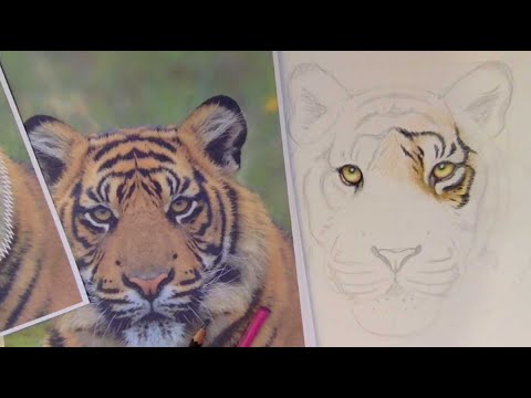 Video: Hoe Teken Je Een Tijger Met Een Potlood?