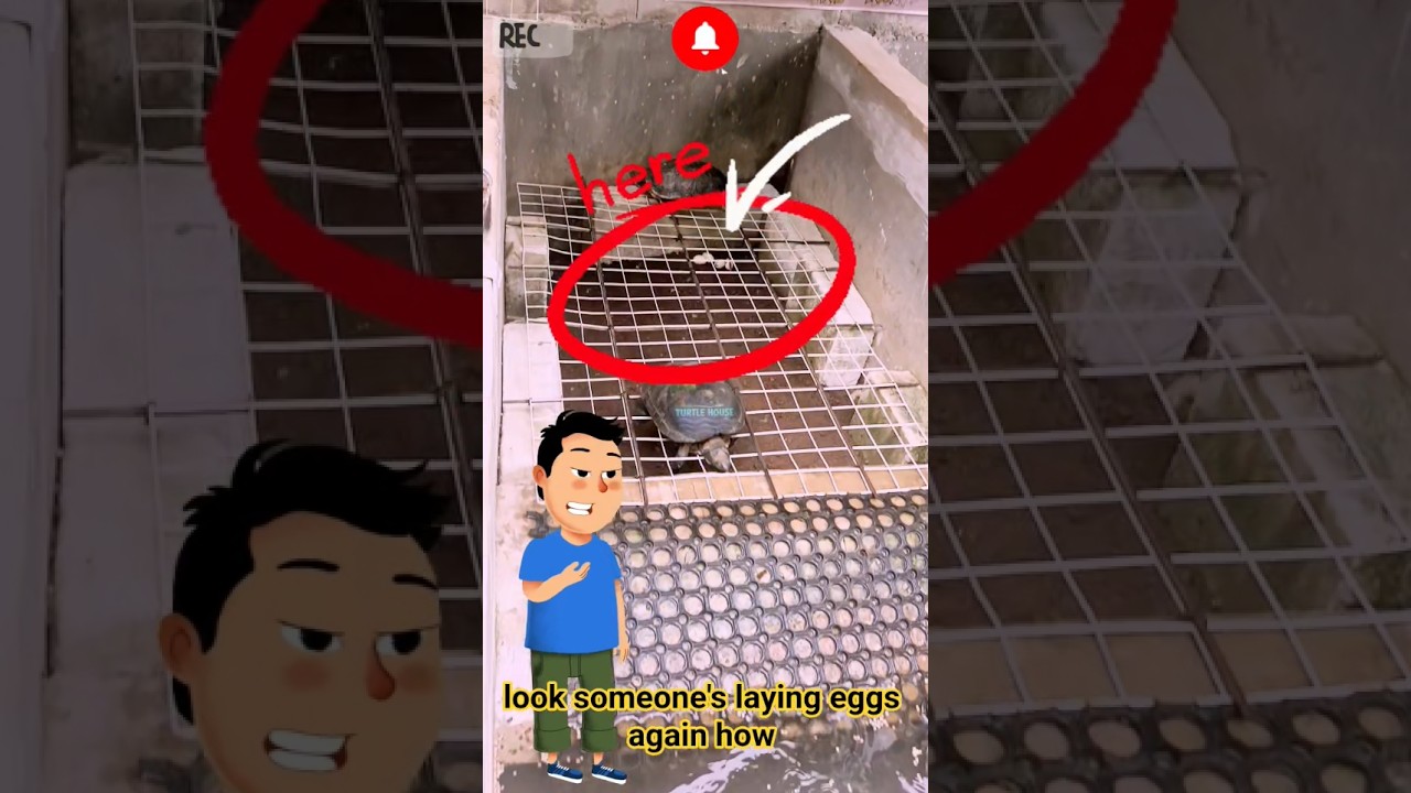 EGGS AGAIN🐢🥚🥚🥚👍👍👍