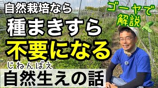 【自然栽培】タネ蒔きもせずに野菜が育つ自然生えについて《家庭菜園/自給農/無農薬/不耕起/ゴーヤ/無施肥》