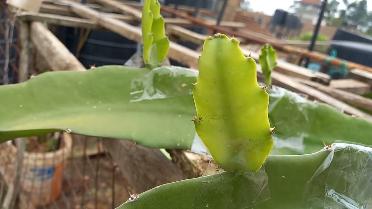 GRAFTING THE YELLOW DRAGON FRUIT