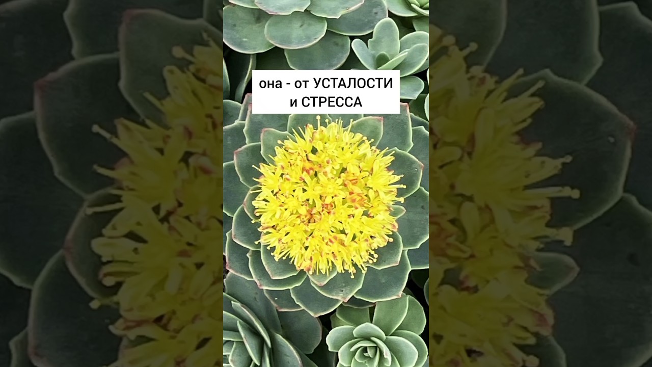 Родиола розовая - от усталости и стресса#травы #лекарственныерастения #травник #дикоросы