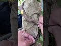 OTR: Cutting unnecessary adventitious roots on bonsai 😊 #bonsai #rootpruning #bonsaitree #gardening