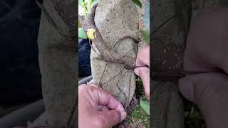 OTR: Cutting unnecessary adventitious roots on bonsai 😊 #bonsai #rootpruning #bonsaitree #gardening