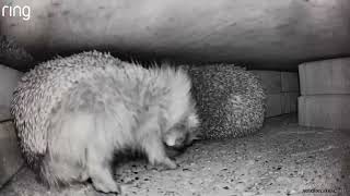 Sooo Tired  hedgehog