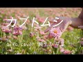 カブトムシ/ aiko  cover  瀬生ひろ菜