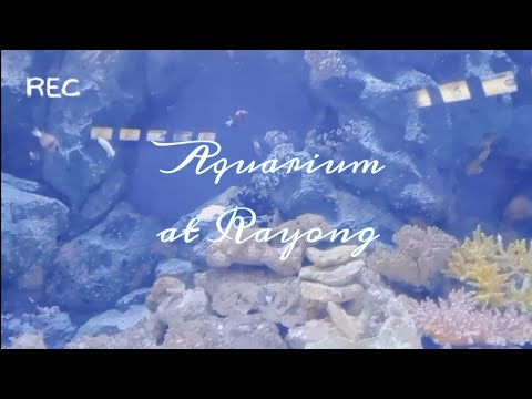 aiifravlog🐠🫧:aquariumatrayongพิพิธภัณฑ์สัตว์น้ำระยอง vlog 🐠🫧 : aquarium at rayong 