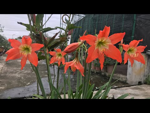 Video Hoa huệ tây ( hoa loa kèn ) nở rất đẹp - youtube