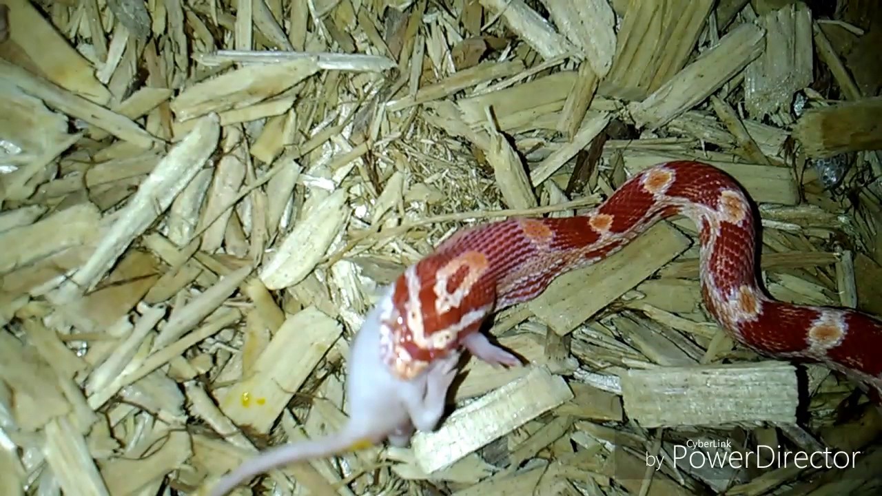 camera iphone 8 plus apk Feeding my snake