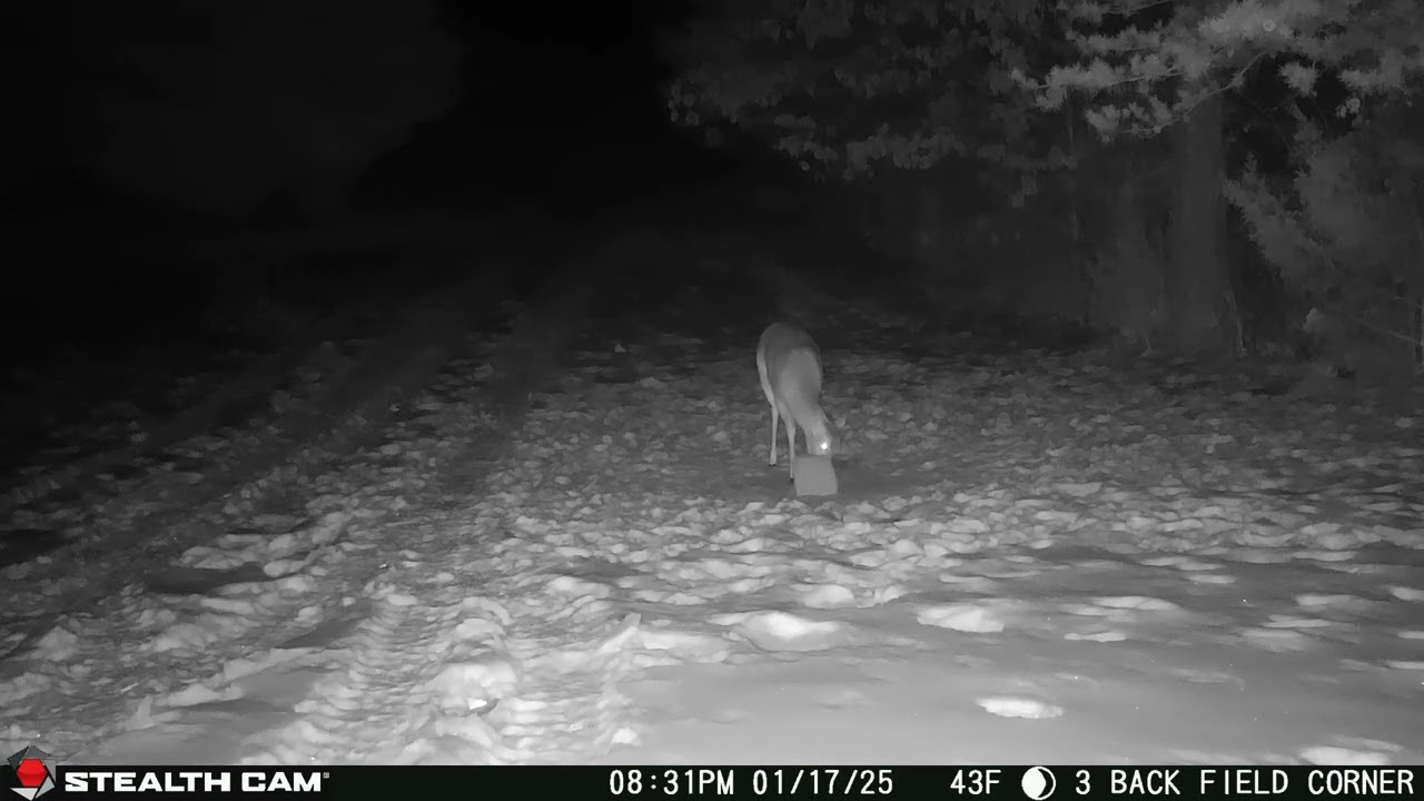 01-17-25 831 01pm Deer eating in the back field in the early evening. 