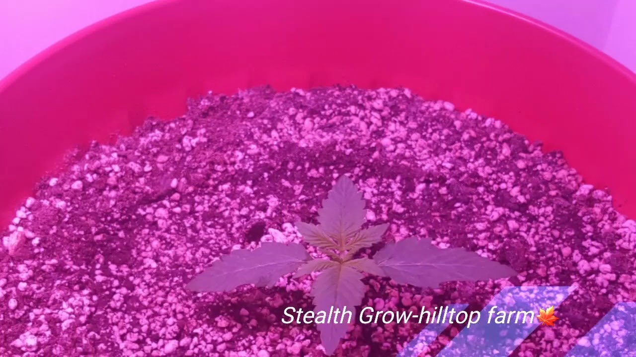 Northern lights auto indoor grow (seeds by sensi seeds)