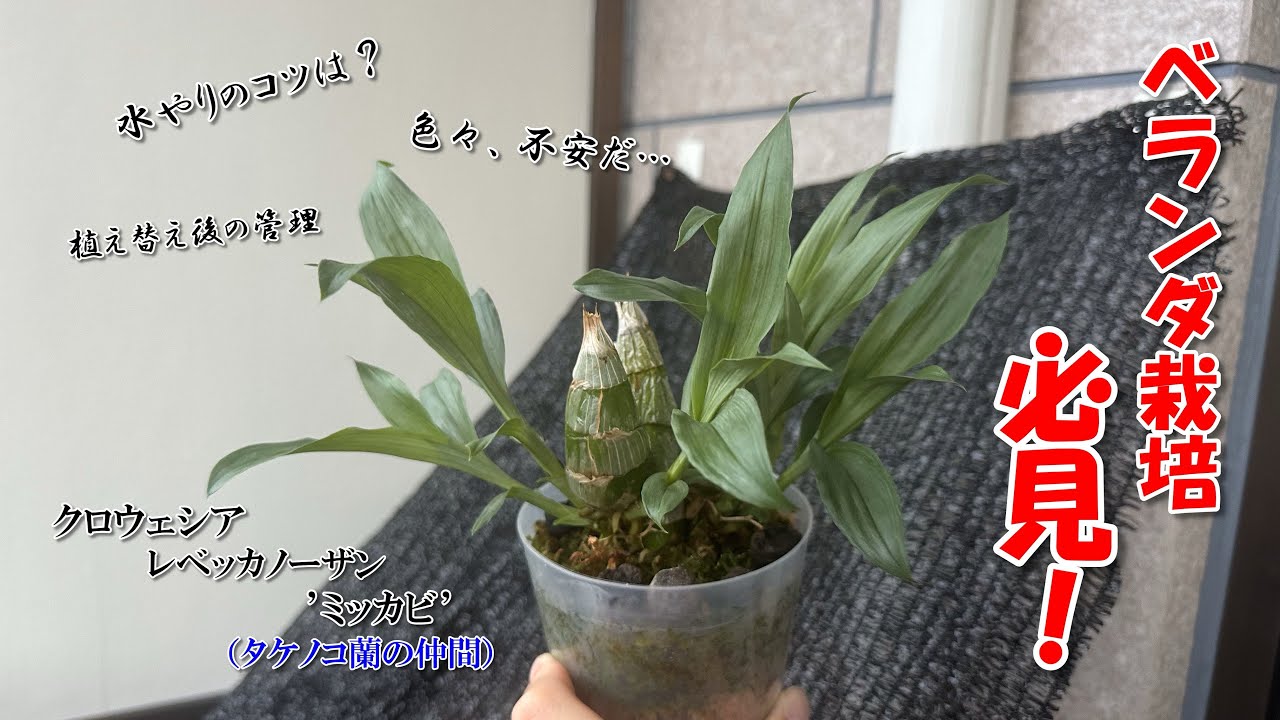 蘭栽培の実践ガイド（英語版） How to Grow Healthy Orchids No Matter What - YouTube