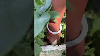 Harvesting radishes from terrace kitchen garden shortvideo viral ytshorts shortsfeed radish