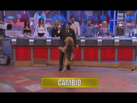 Flavio Insinna ed il cagnolone Otto giocano ad Affari Tuoi - YouTube