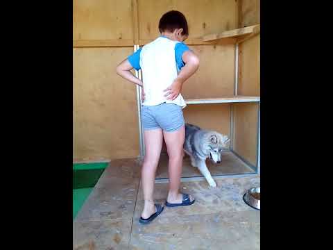 Video: Ինչպես վարժեցնել ձեր շանը հագուստի վրա
