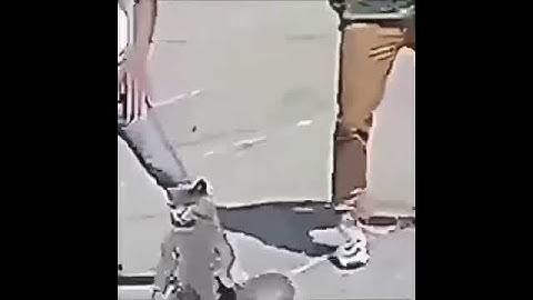 Cat dance on Nokia ringtone
