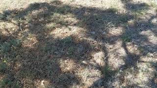Shadow Grass