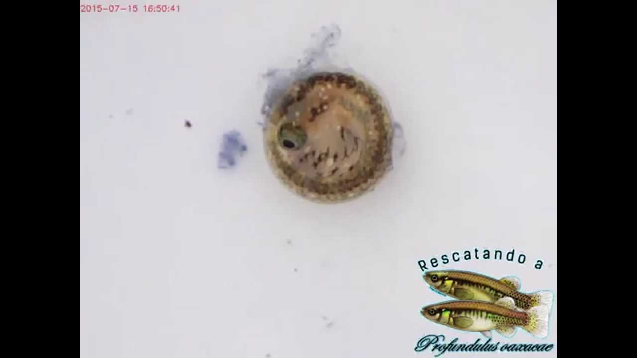 Eggs of Profundulus oaxacae and Profundulus sp.1 (undescribed species)