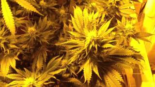 MK Ultra Week 3 Flowering Medical Marijuana Grow