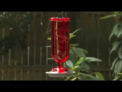 How To Fill Hummingbird Feeder Ace Hardware Youtube