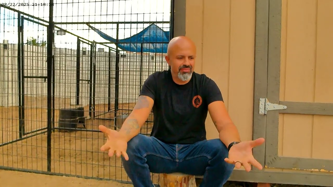 First Impression of the American Bulldog.