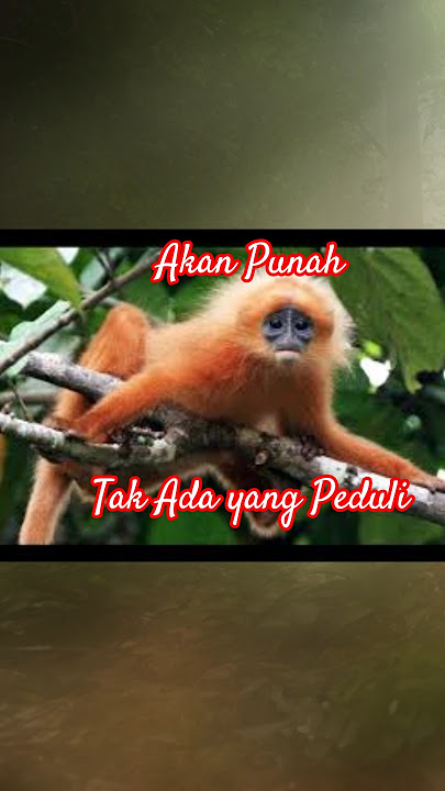 Mereka Akan Punah dan Tak Ada yang Peduli!? #shorts #youtubeshorts