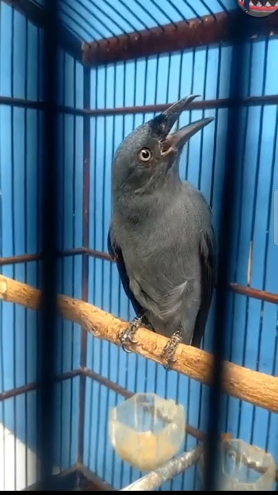 Srigunting Abu abu isian Tengkek Buto cililin kenari #sirigunting #birds