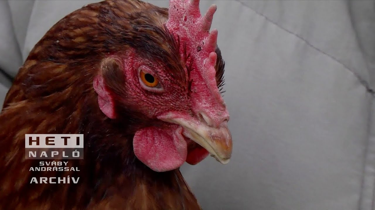 Elképesztő! Egyre több településen tiltják a baromfik tartását / HETI NAPLÓ 2023.02.05.