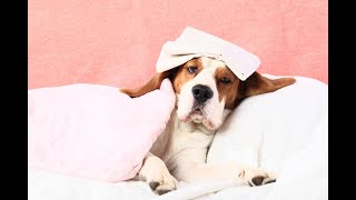 How to Help a Dog In High Fever?|Hyperthermia|Veterinary Guide