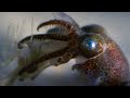 Baby Octopuses Hunting | Octopus In My House | BBC Earth