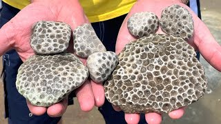 Best Petoskey Stone Hunt EVER?