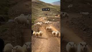 Impossible to have road rage 🐑🐏🌾  #iceland